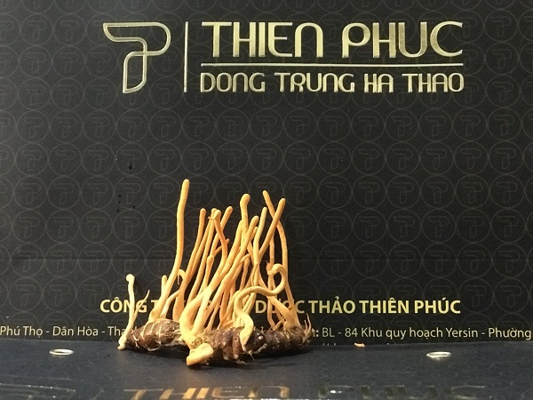 Website chính thức của Công ty CP Dược Thảo Thiên Phúc