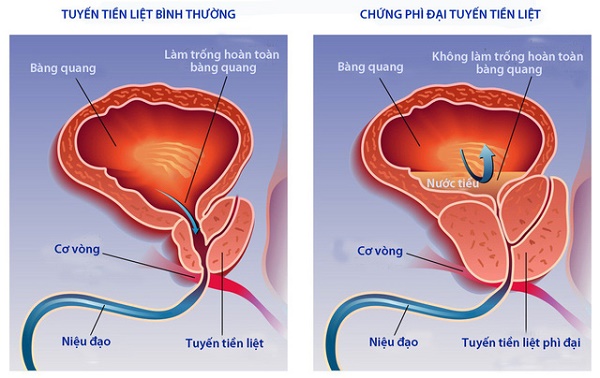 Website chính thức của Công ty CP Dược Thảo Thiên Phúc