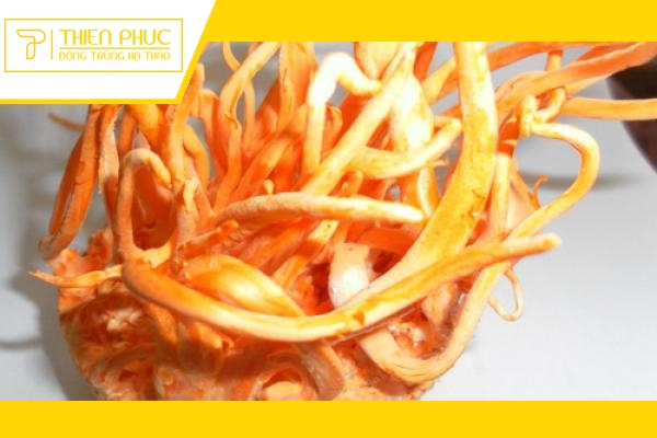 Website chính thức của Công ty CP Dược Thảo Thiên Phúc