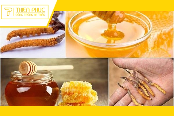 Website chính thức của Công ty CP Dược Thảo Thiên Phúc