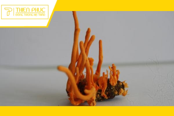 Website chính thức của Công ty CP Dược Thảo Thiên Phúc