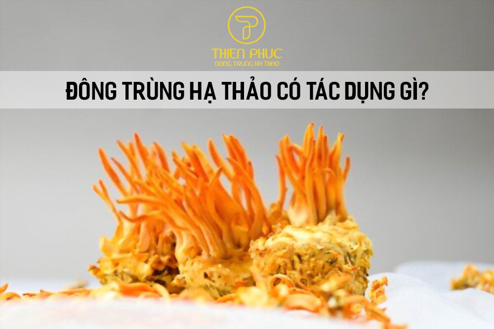 Website chính thức của Công ty CP Dược Thảo Thiên Phúc