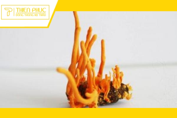 Website chính thức của Công ty CP Dược Thảo Thiên Phúc