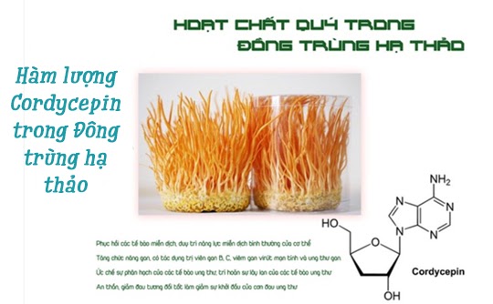 Bổ sung Cordycepin từ Đông Trùng Hạ Thảo Là Gì?