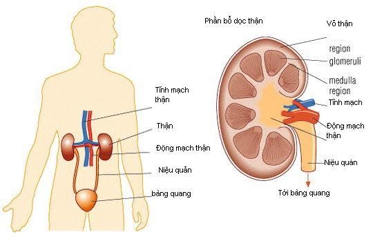 Website chính thức của Công ty CP Dược Thảo Thiên Phúc