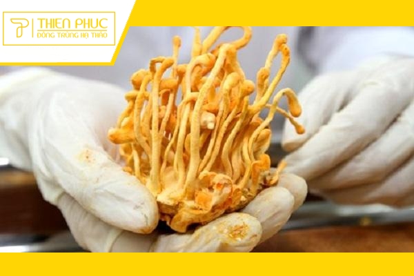 Website chính thức của Công ty CP Dược Thảo Thiên Phúc