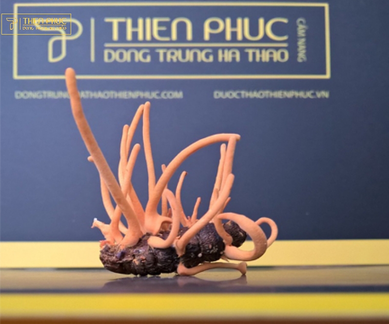 Website chính thức của Công ty CP Dược Thảo Thiên Phúc