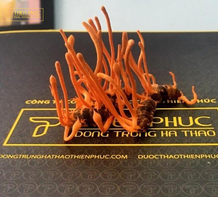Website chính thức của Công ty CP Dược Thảo Thiên Phúc