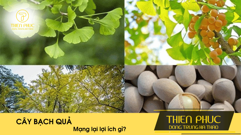 Sử Dụng Bạch Quả Mang Lại Lợi Ích Gì?