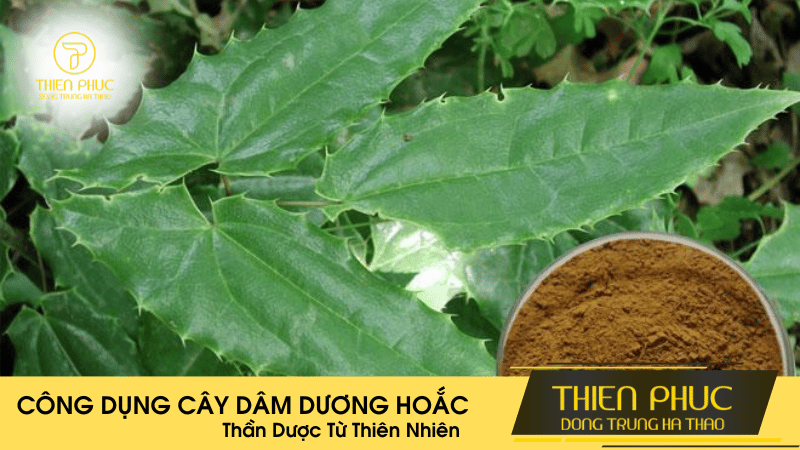 Công Dụng Cây Dâm Dương Hoắc: Thần Dược Từ Thiên Nhiên