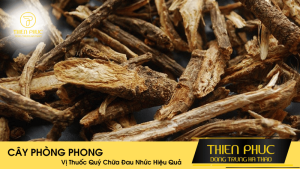 Cây Phòng Phong: Vị Thuốc Quý Chữa Đau Nhức Hiệu Quả