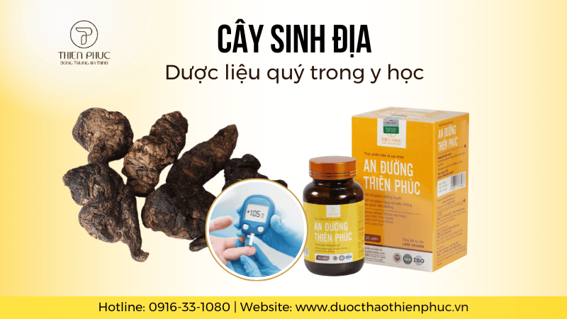 Cây Sinh Địa - Dược Liệu Quý Trong Y Học