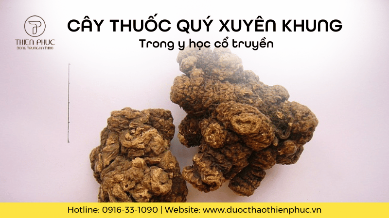 Cây Thuốc Quý Xuyên Khung Trong Y Học Cổ Truyền