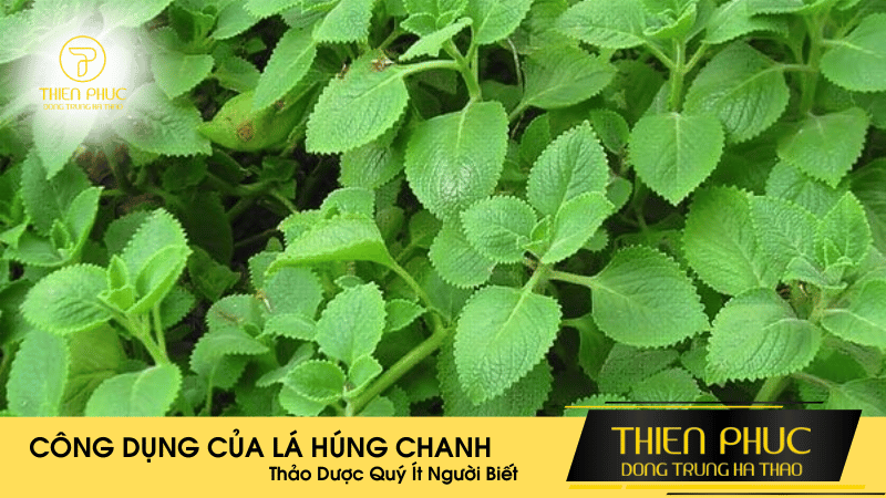 Công Dụng Của Lá Húng Chanh - Thảo Dược Quý Ít Người Biết