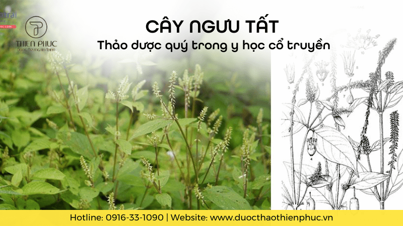 Cây Ngưu Tất: Thảo Dược Quý Trong Y Học Cổ Truyền