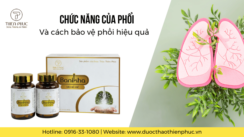 Chức Năng Của Phổi Và Cách Bảo Vệ Phổi Hiệu Quả