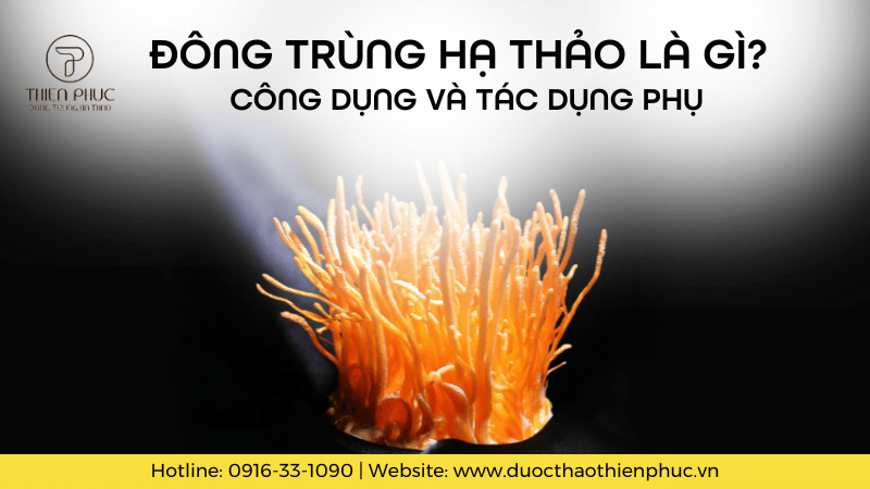 Đông Trùng Hạ Thảo Là Gì? Công Dụng Và Tác Dụng Phụ