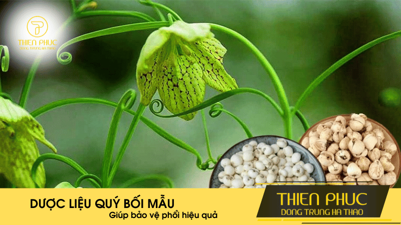 Thảo Dược Quý Bối Mẫu Giúp Bảo Vệ Phổi Hiệu Quả