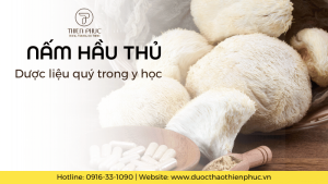 Nấm Hầu Thủ - Dược Liệu Quý Trong Y Học