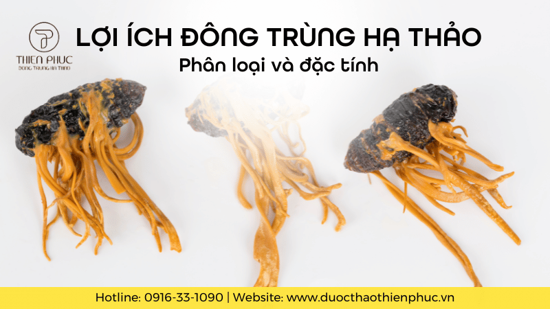 Lợi Ích Đông Trùng Hạ Thảo: Phân Loại và Đặc Tính Dược Liệu