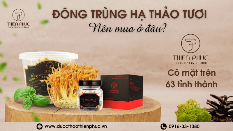 Nên Mua Đông Trùng Hạ Thảo Tươi Ở Đâu?