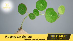 Giải Pháp Cho Giấc Ngủ Sâu Từ Cây Bình Vôi