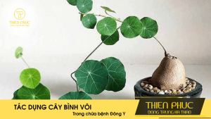 Tác Dụng Của Cây Bình Vôi Trong Việc Chữa Bệnh Trong Đông Y