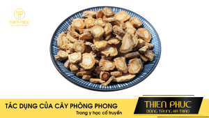 Tác Dụng Của Cây Phòng Phong Trong Y Học Cổ Truyền