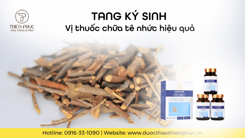 Tang Ký Sinh: Vị Thuốc Quý Chữa Tê Nhức