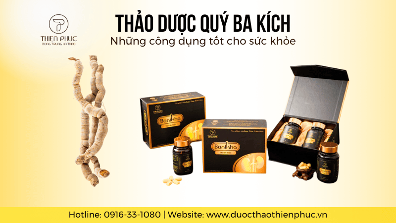 Thảo Dược Quý Ba Kích và Những Công Dụng Tốt Cho Sức Khỏe