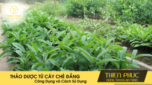 Thảo Dược Từ Cây Chè Đắng: Công Dụng và Cách Sử Dụng