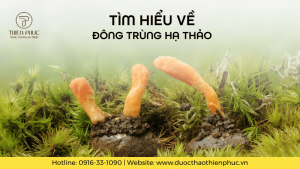 Tìm Hiểu Về Đông Trùng Hạ Thảo