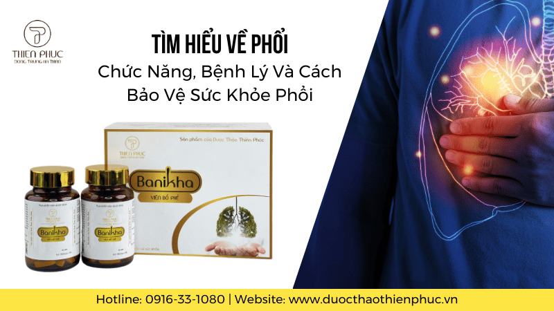 Tìm Hiểu Về Phổi Và Cách Bảo Vệ Sức Khỏe Phổi