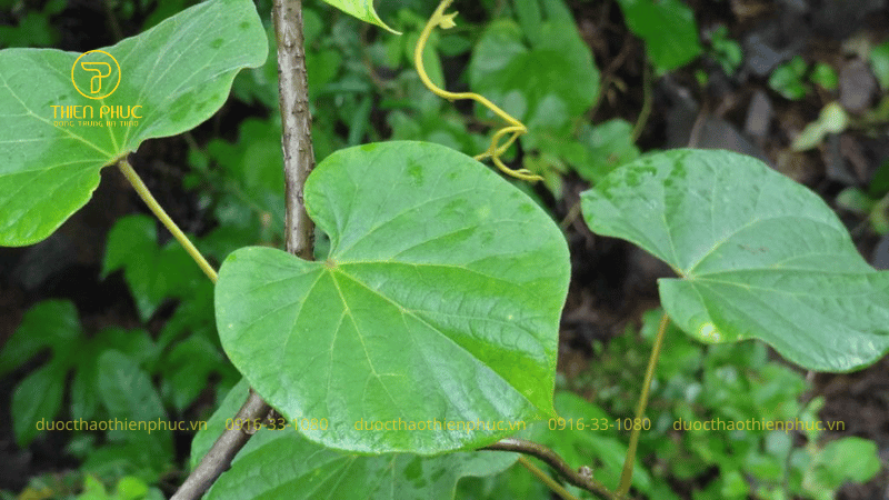 Bài Thuốc Kinh Nghiệm