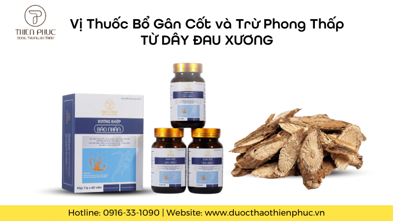 Vị Thuốc Bổ Gân Cốt và Trừ Phong Thấp Từ Dây Đau Xương