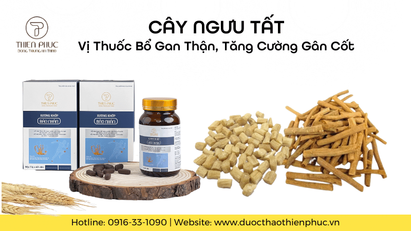 Vị Thuốc Bổ Gan Thận, Tăng Cường Gân Cốt Từ Cây Ngưu Tất