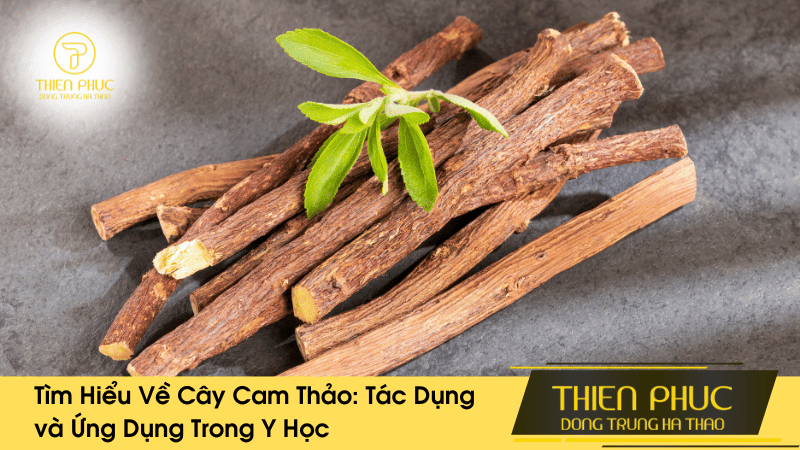 Tìm Hiểu Về Cây Cam Thảo: Tác Dụng và Ứng Dụng Trong Y Học