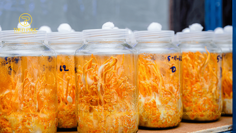 Tác Dụng Phụ và An Toàn