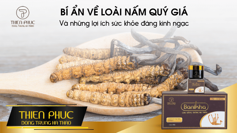 BÍ ẨN VỀ LOÀI NẤM QUÝ GIÁ