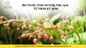 Bài Thuốc Chữa Tê Thấp Hiệu Quả Từ Tang Ký Sinh