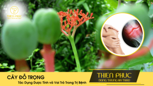 Đặc Điểm Cây Đỗ Trọng: Tác Dụng Dược Tính và Vai Trò