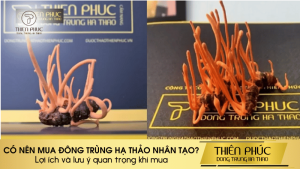 CÓ NÊN MUA ĐÔNG TRÙNG HẠ THẢO NHÂN TẠO?