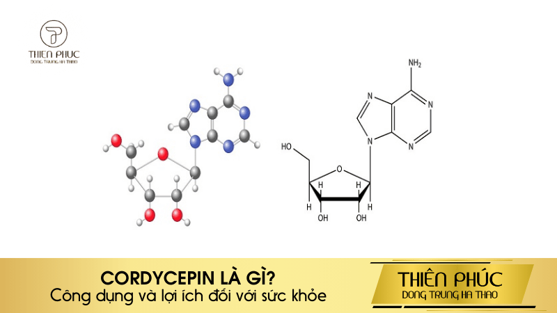 CORDYCEPIN LÀ GÌ?