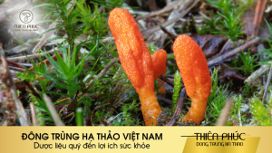 ĐÔNG TRÙNG HẠ THẢO VIỆT NAM