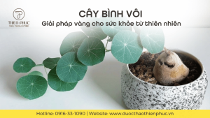 Cây Bình Vôi: Giải Pháp Vàng Chữa Mất Ngủ Từ Thiên Nhiên