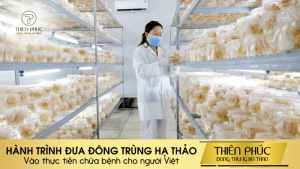 Chữa Bệnh Cho Người Việt Bằng Đông Trùng Hạ Thảo