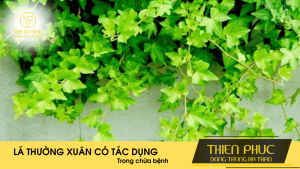 Tác Dụng Của Lá Thường Xuân Trong Việc Chữa Bệnh