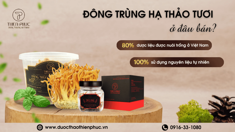 Địa Chỉ Cung Cấp Đông Trùng Hạ Thảo Tươi