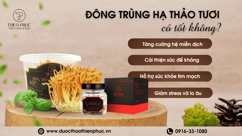 Đông Trùng Hạ Thảo Tươi Tốt Hay Không?