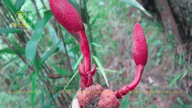 Tác Dụng